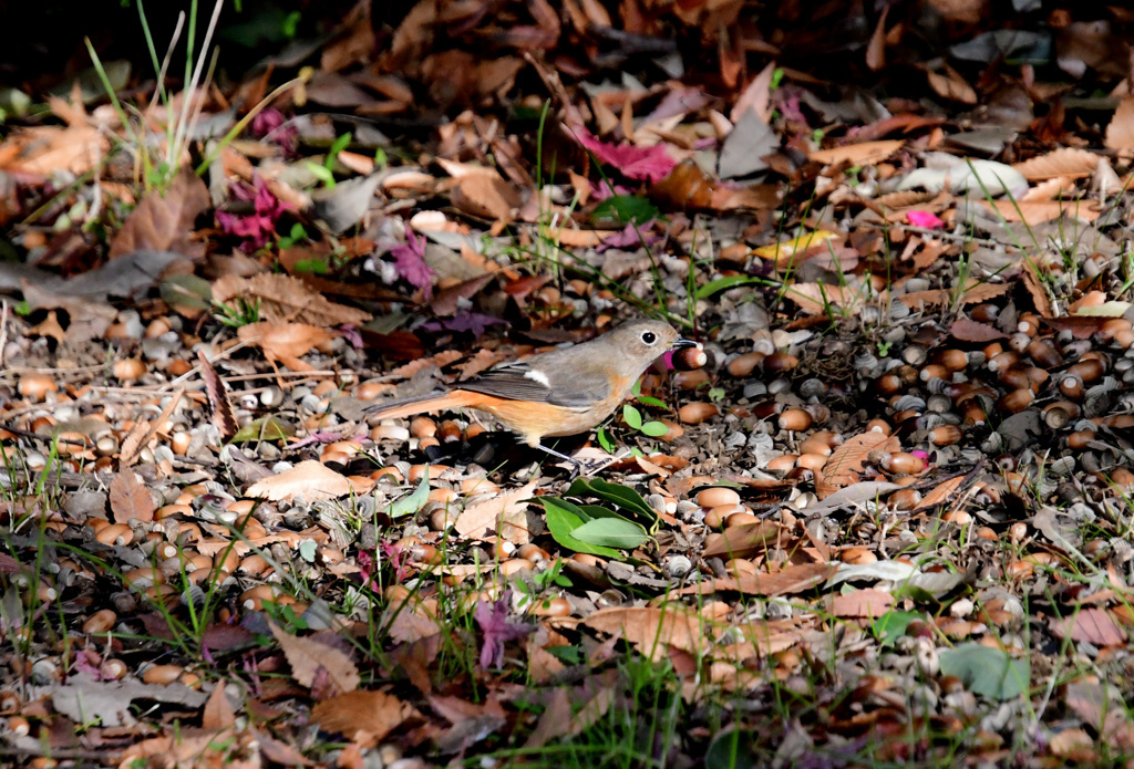ドングリいっぱい、でも食べない