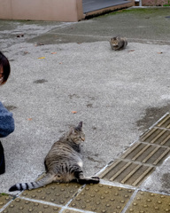 バス停手前に二匹のお猫さまが