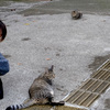 バス停手前に二匹のお猫さまが