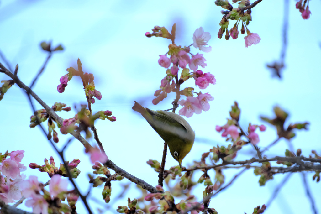 逆さは平気