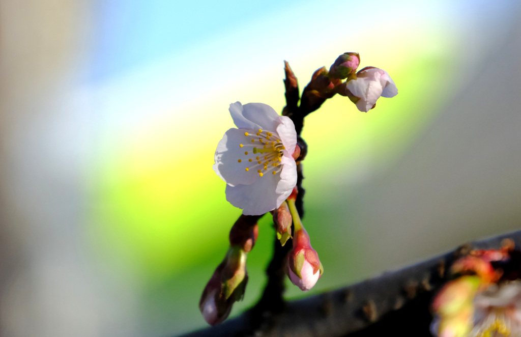 寒桜