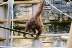 オランウータン２