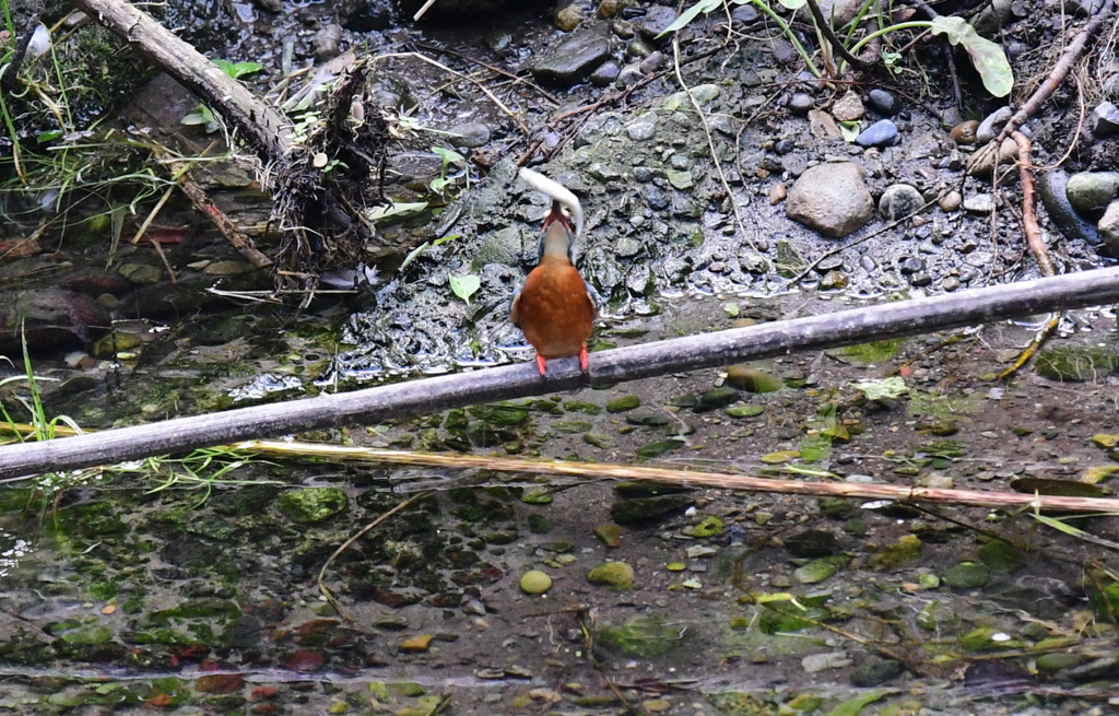 ４天に感謝して