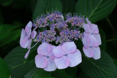 庭の紫陽花４