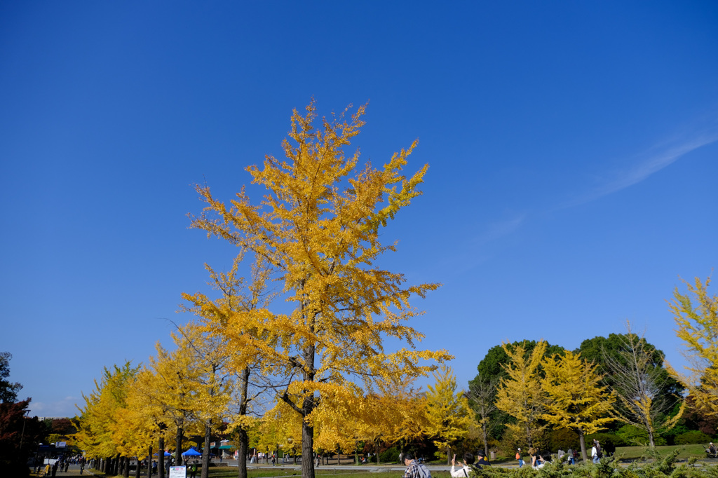 入園口（立川口）の手前の並木