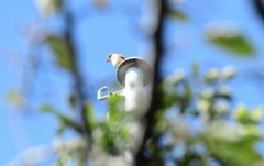 高くて見えにくいメス１