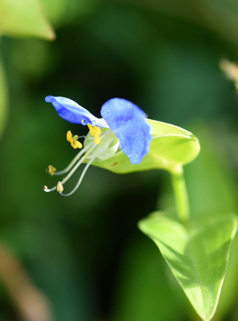 つゆ草横顔