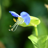 つゆ草横顔