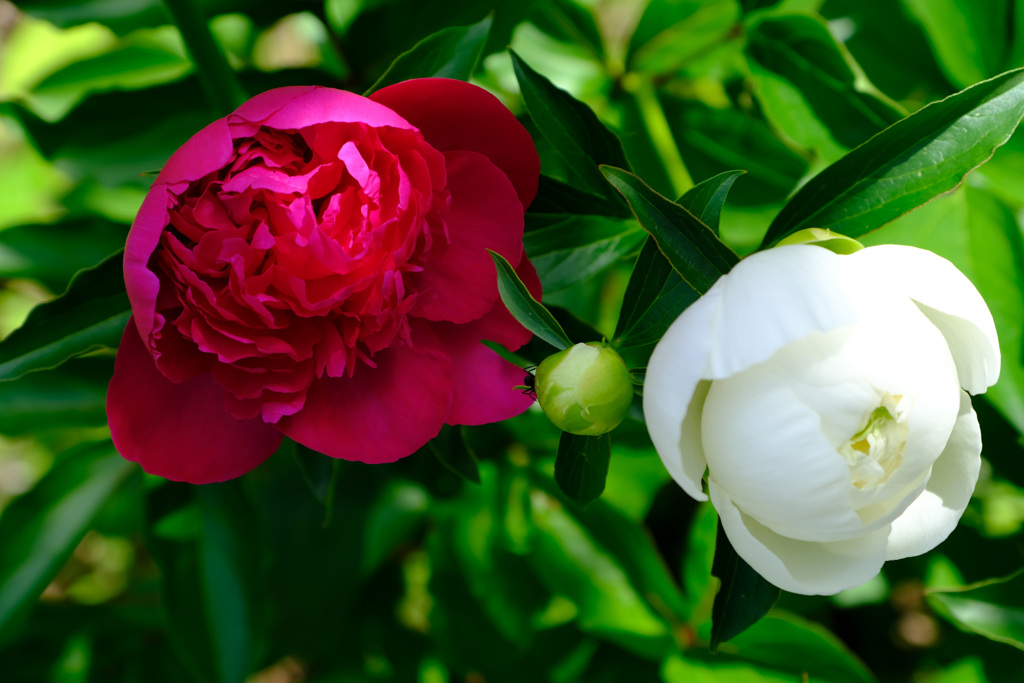 5月５日の紅白芍薬