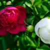 5月５日の紅白芍薬