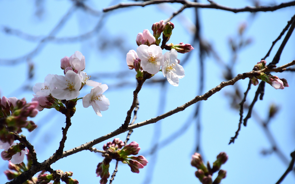 午後の桜１