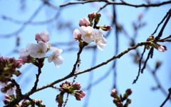 午後の桜１