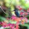 12月紅葉カワセミ