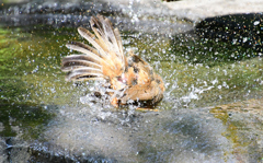 5また浴びる