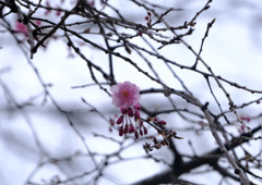八重紅枝垂れ