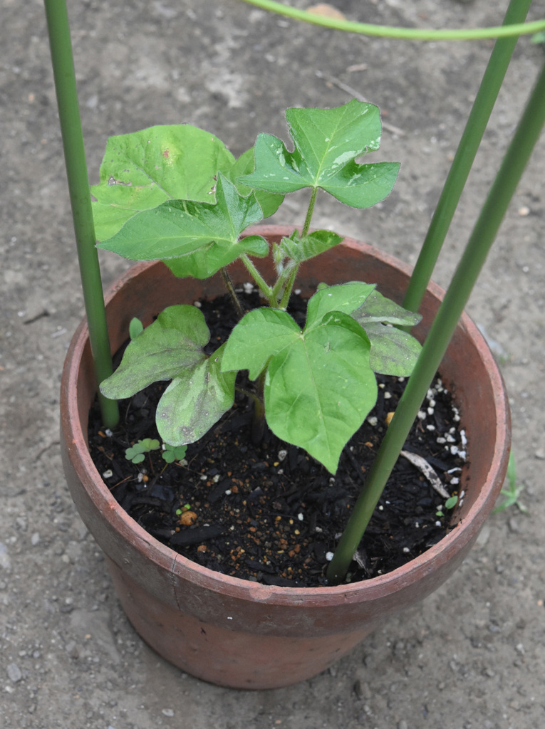 6月28日の鉢植え
