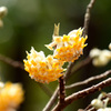 下向きのお花