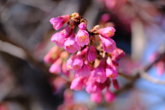14日寒緋桜