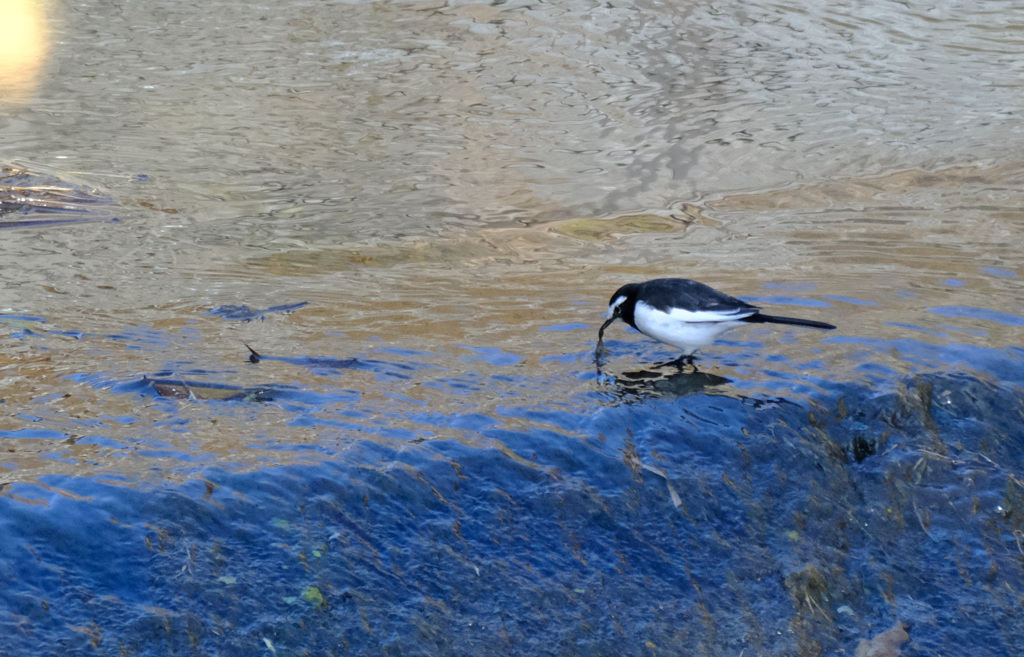 何か見つけた？