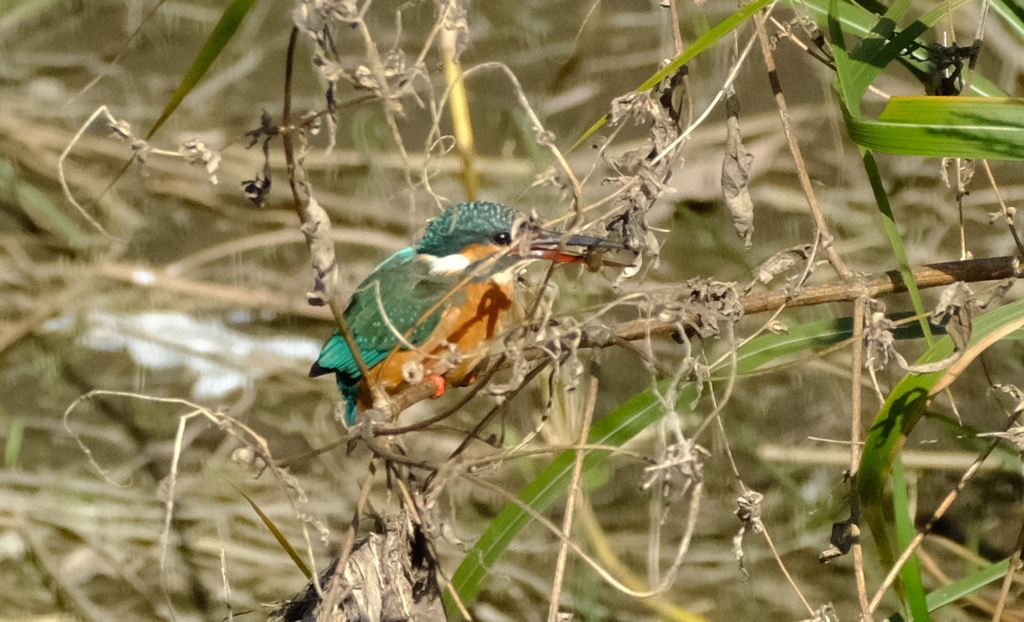 恥ずかしいから隠れて食べるわ
