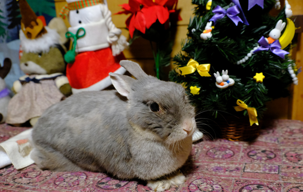 年を越せるかしら