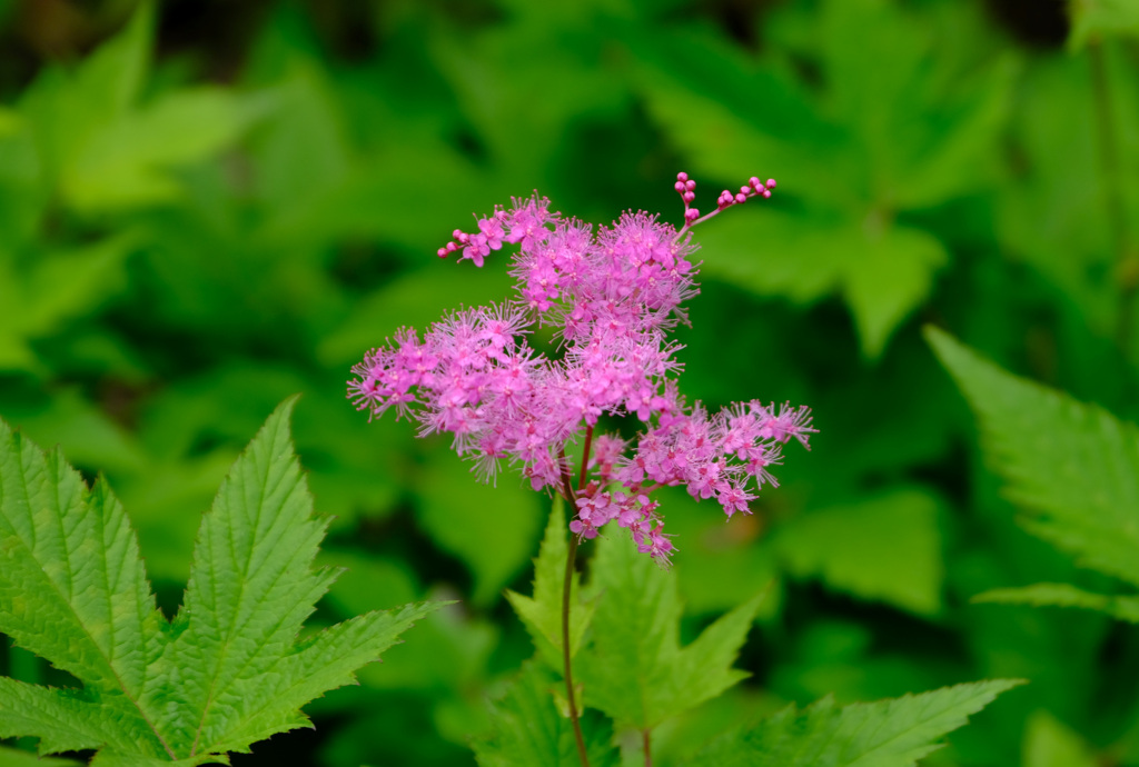 シモツケソウ１