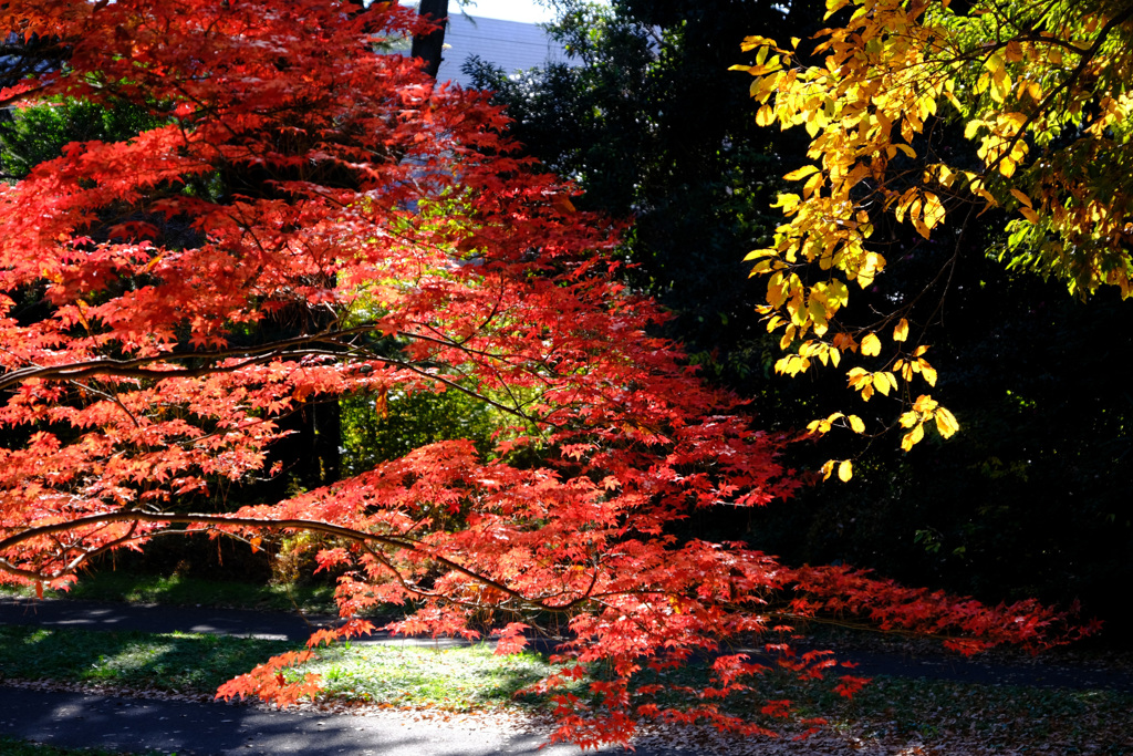 紅葉と黄葉