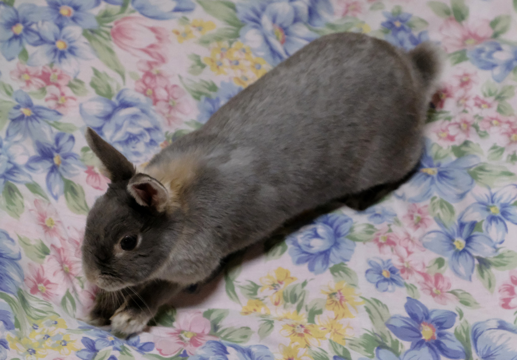 ふとん掘り