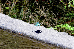 くわえて飛ぶ