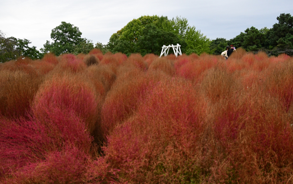 だいぶ赤くなった