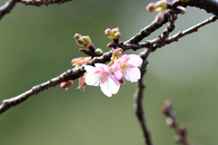 河津桜３