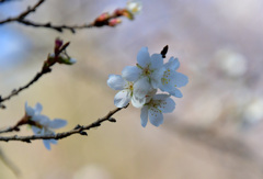 一重のようです