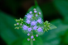 ユーパトリウム コエレスティナム