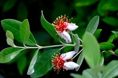 フェイジョア5月末