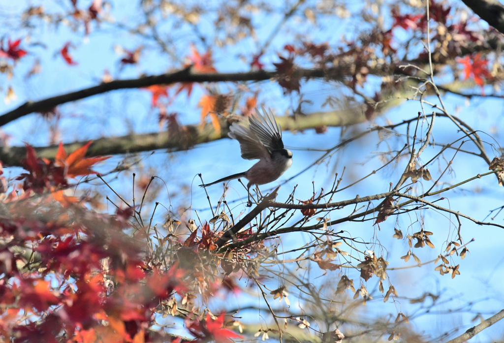 紅葉エナガ７