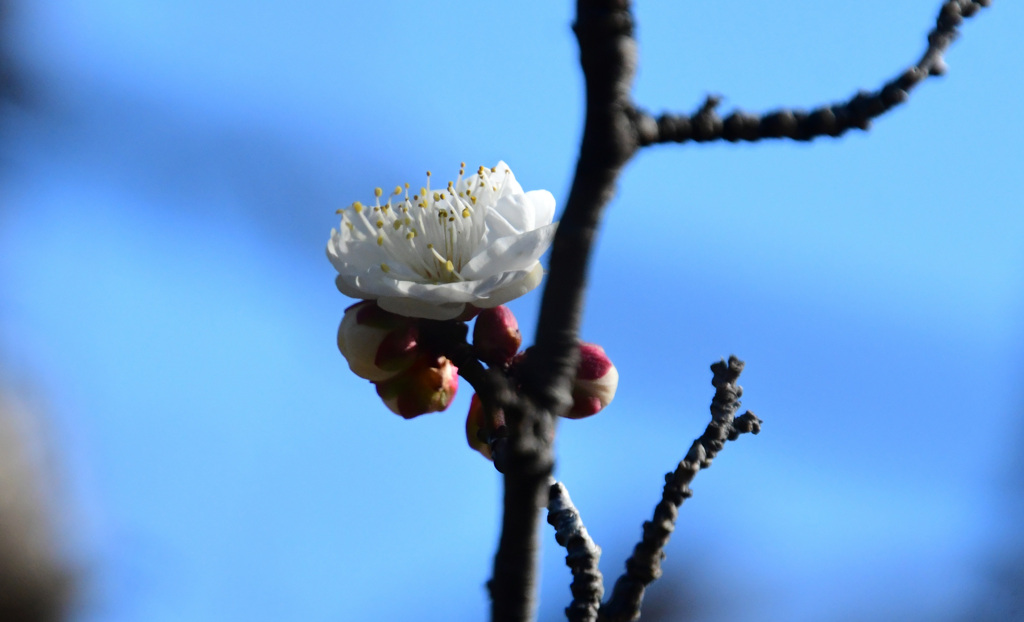 梅のしべは長い