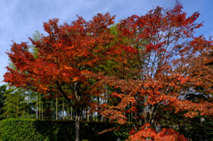日本庭園裏門