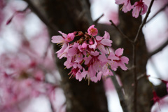 マメ桜