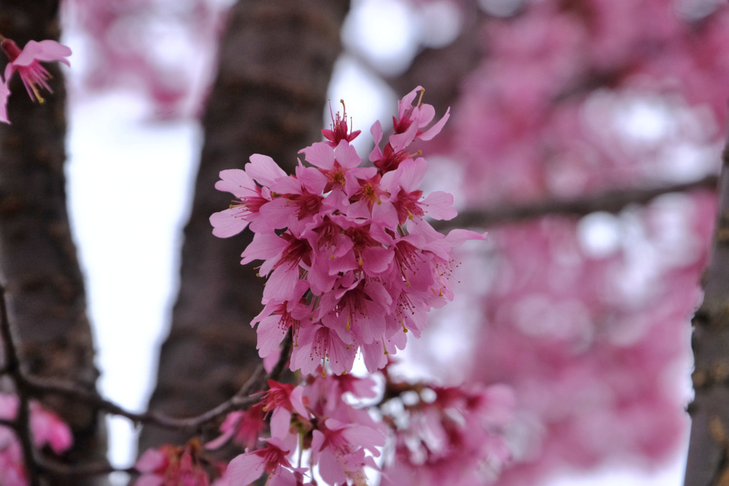 マメ桜1