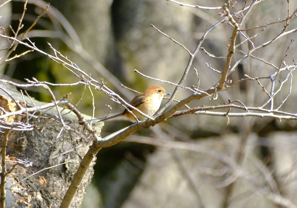 高い木の上から