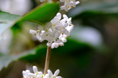 ヒイラギモクセイ4