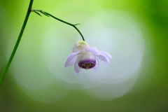 蓮華升麻1