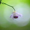 蓮華升麻1