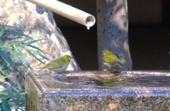 なんか撮られてるみたい