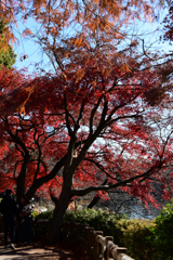 深い色も