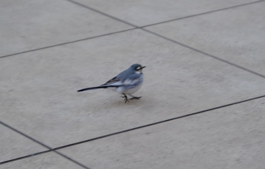 ハクセキレイ登場