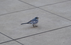 ハクセキレイ登場