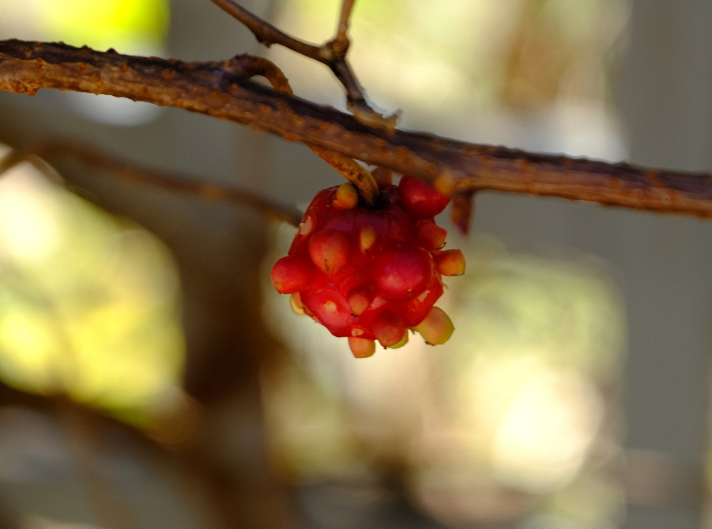 ハニーサックルの実１