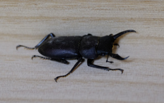 室内にクワガタがいた