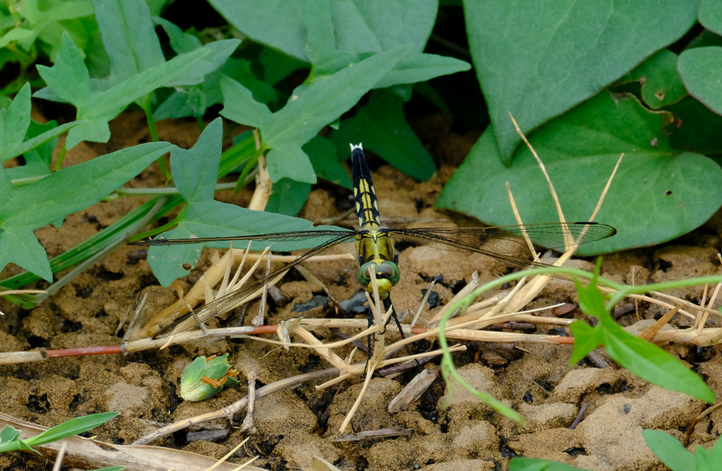 シオカラ♀